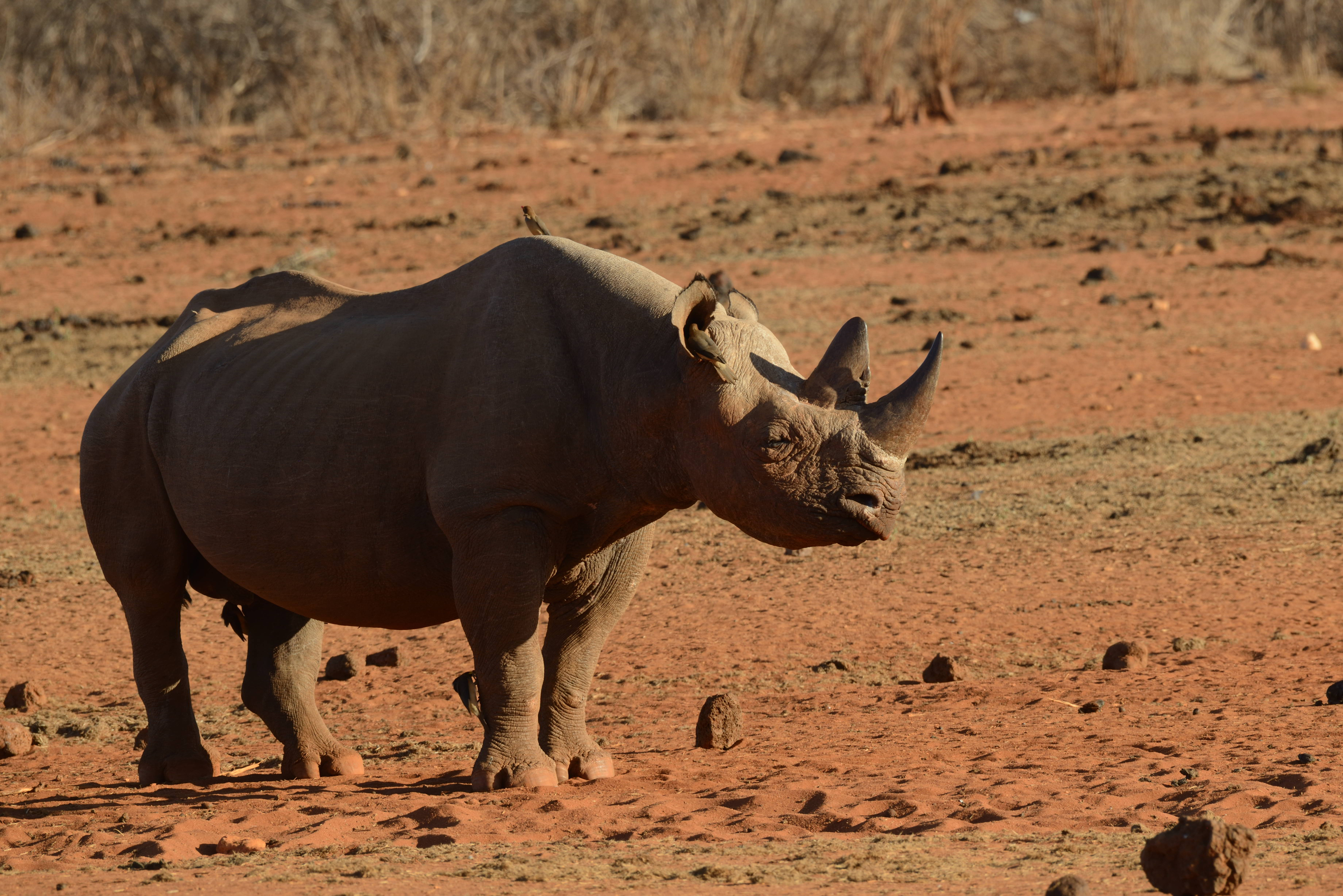 7 Days Kenya Big Five Safari photo 2