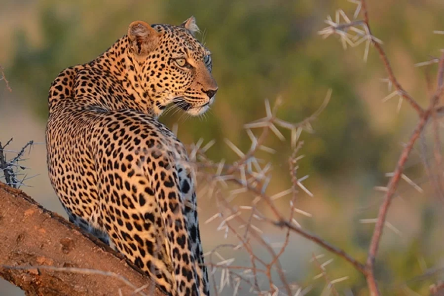 7 Days Kenya Big Five Safari photo 1
