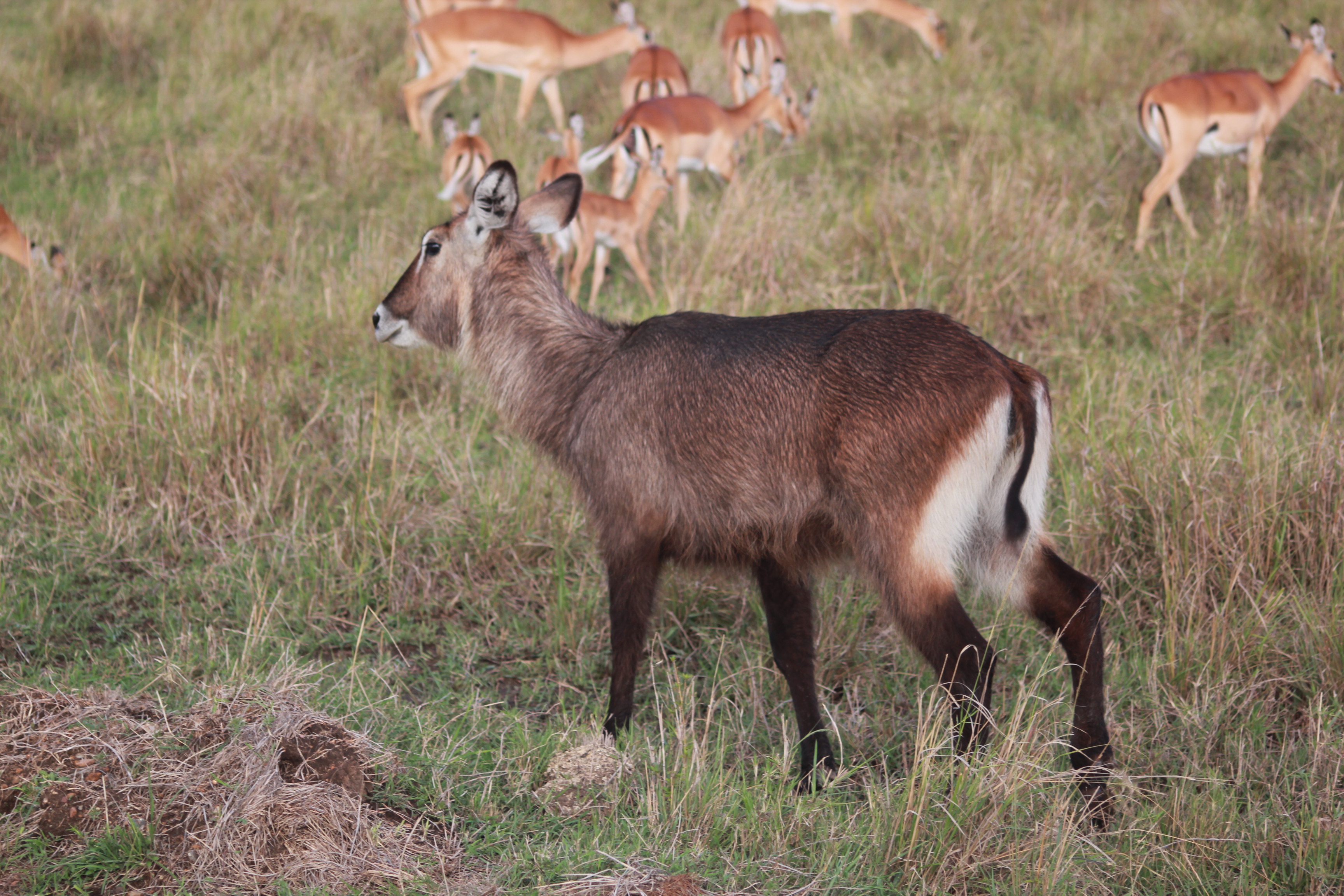7 Days Kenya Big Five Safari photo 3