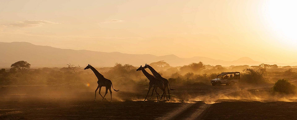 Zambia Safaris