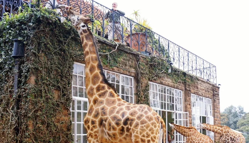 Giraffe Ark Game Lodge
