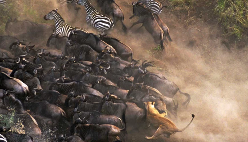 Serengeti Serena Lodge