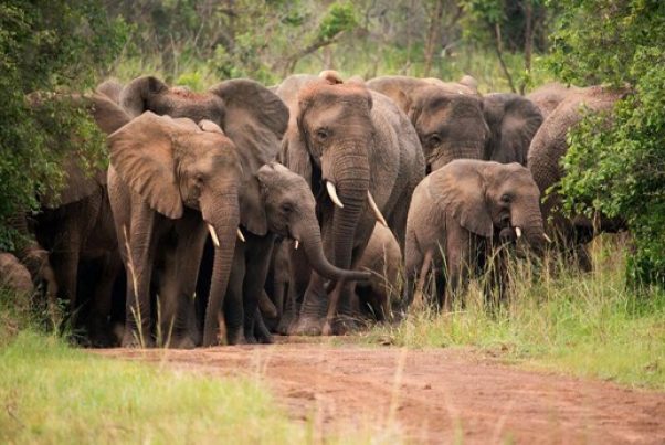 Akegera National Park