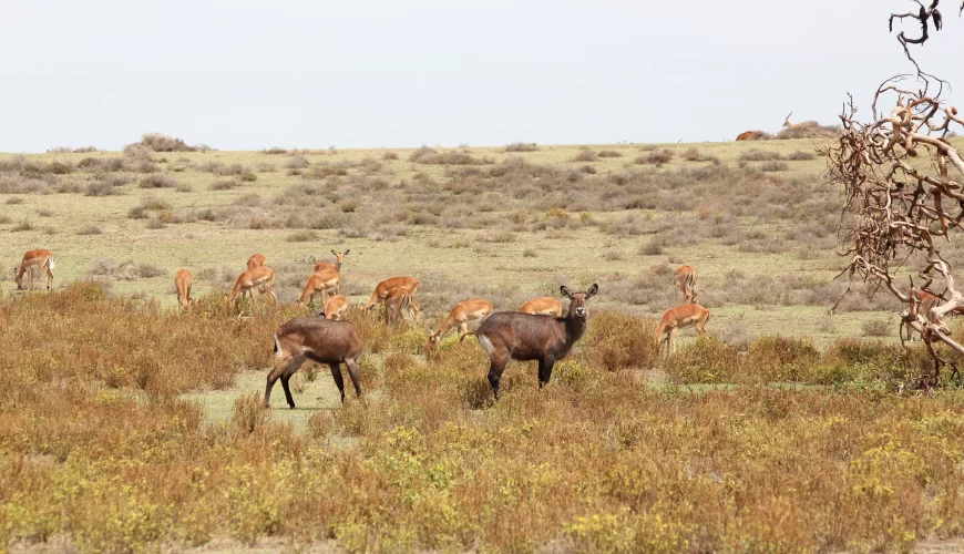 Unforgettable 3 Days Masai Mara Budget Camping Safari photo 1