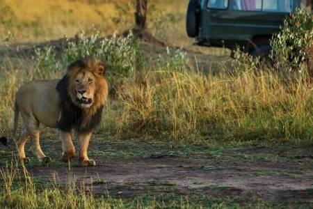 Unforgettable 3 Days Masai Mara Budget Camping Safari photo 2