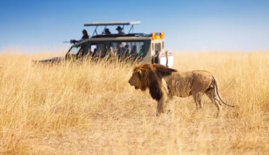 A First-Timer's Guide to Planning a Safari in Kenya