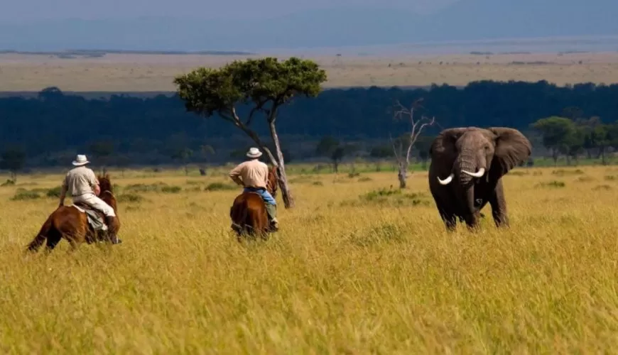 The Call Of The Wild - Explore Kenya's Ultimate Wildlife Encounters