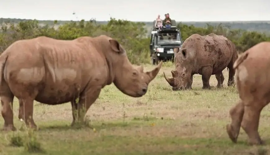 Top 10 Places in Kenya Where You Can Spot Rhinos