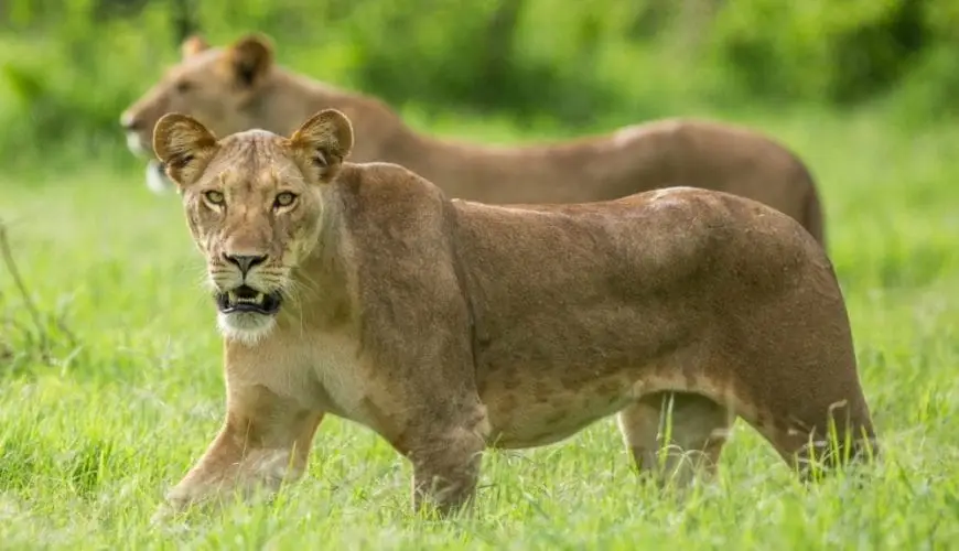 Why Choose The Green Season For A Safari In Masai Mara, Kenya?