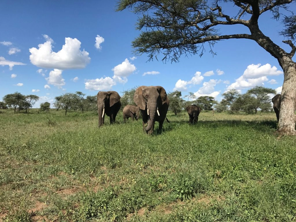 Tarangire National Park image 4