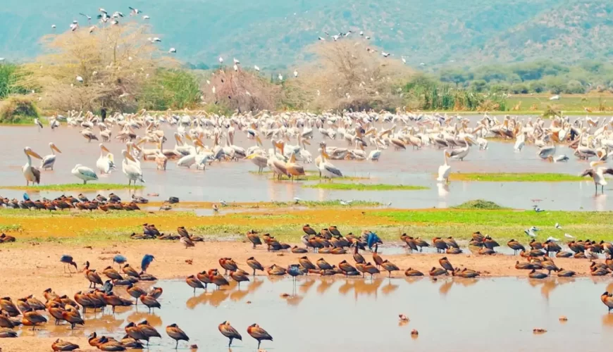 Lake Manyara National Park