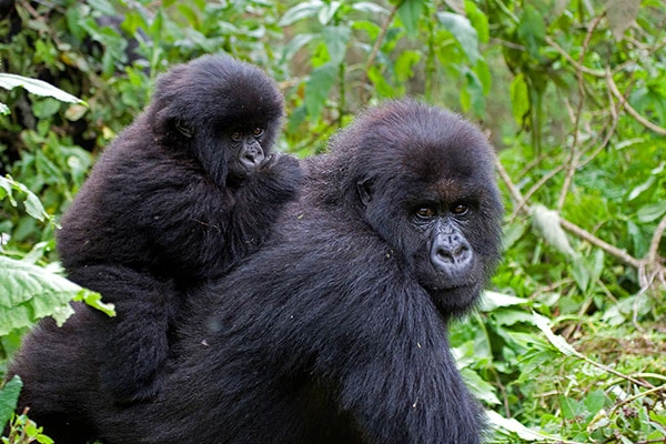 Gorilla Tracking photo 3