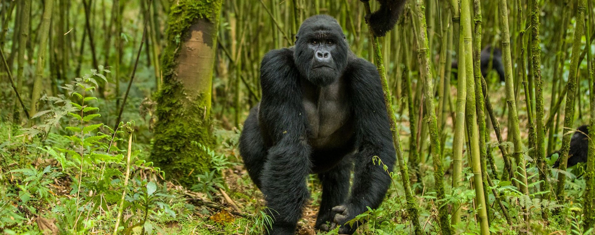 Gorilla Tracking photo 2