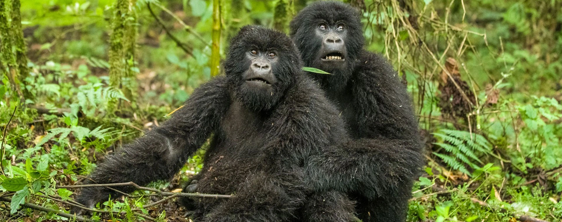 Gorilla Tracking photo 5