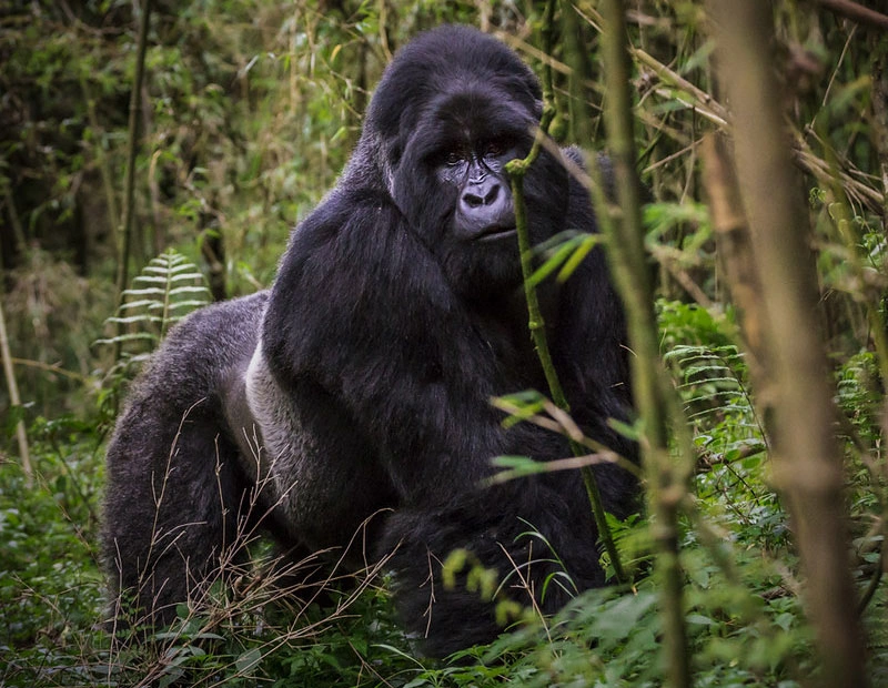 Gorilla Tracking photo 4