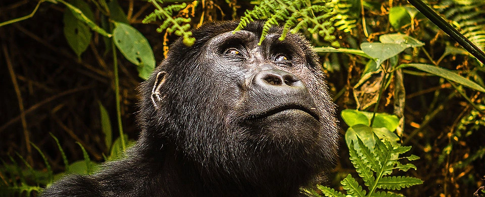 Gorilla Tracking photo 1