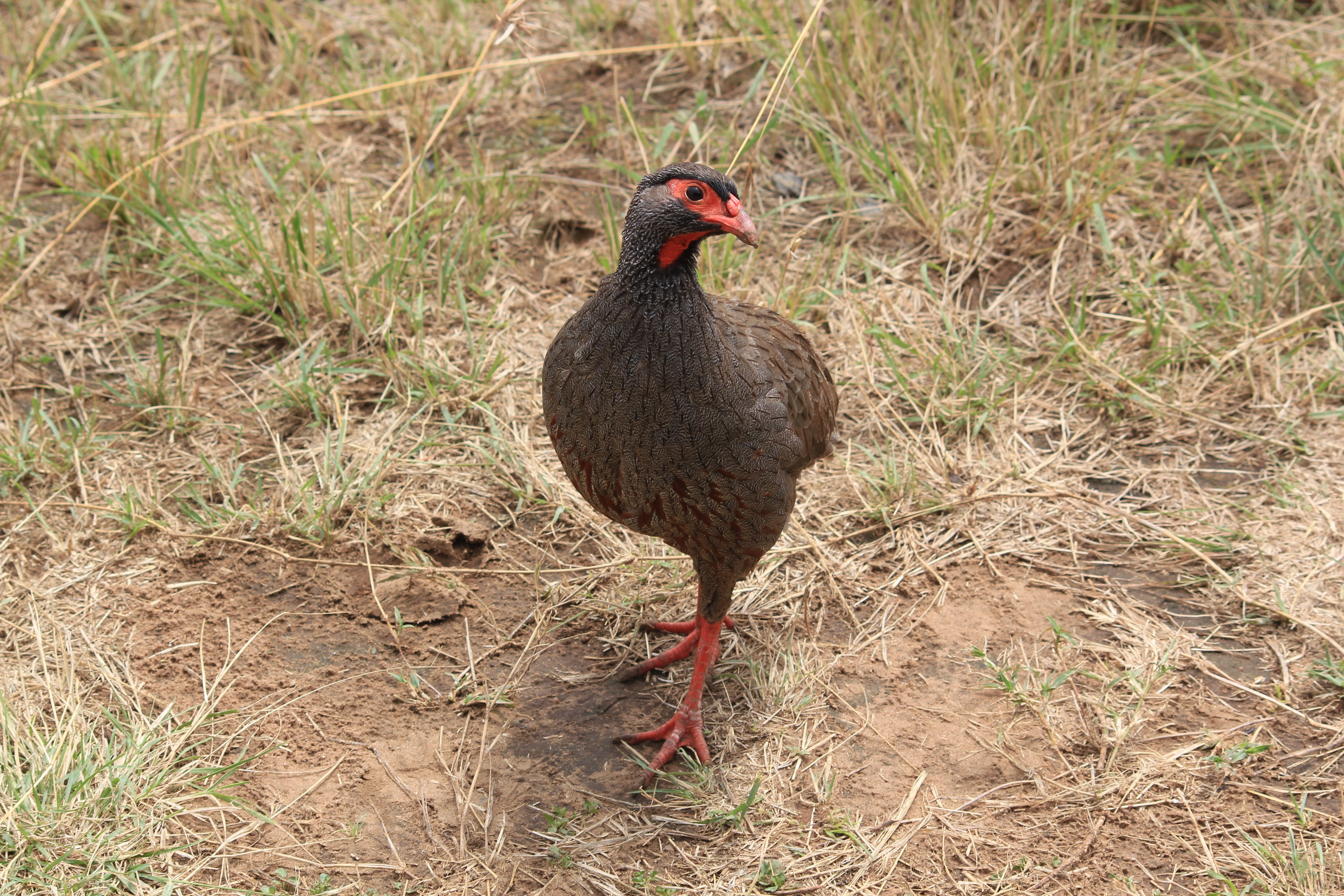 Avani Victoria Falls Package photo 1