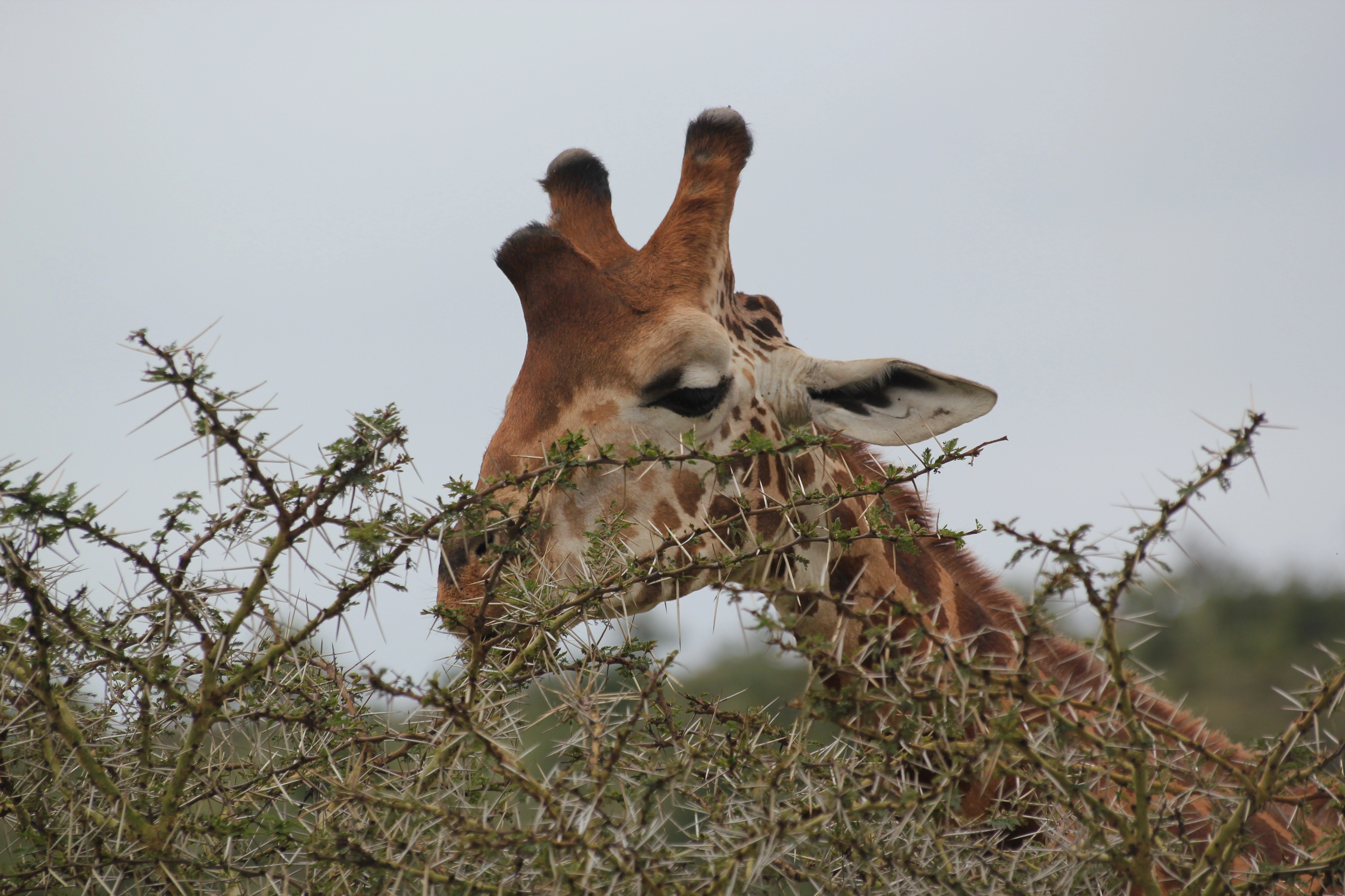 Avani Victoria Falls Package photo 4