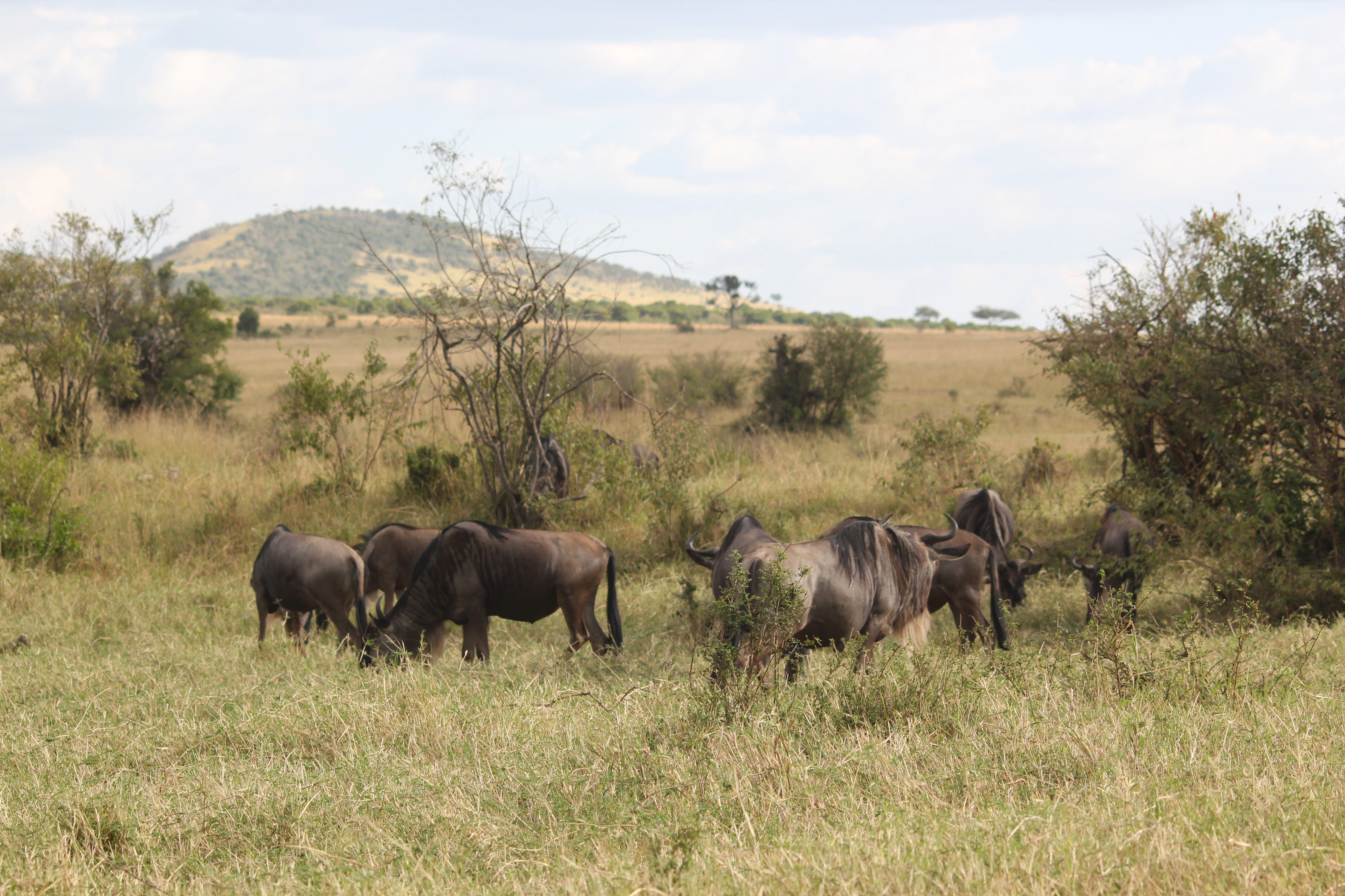Safari Mamba (11 Days) photo 5