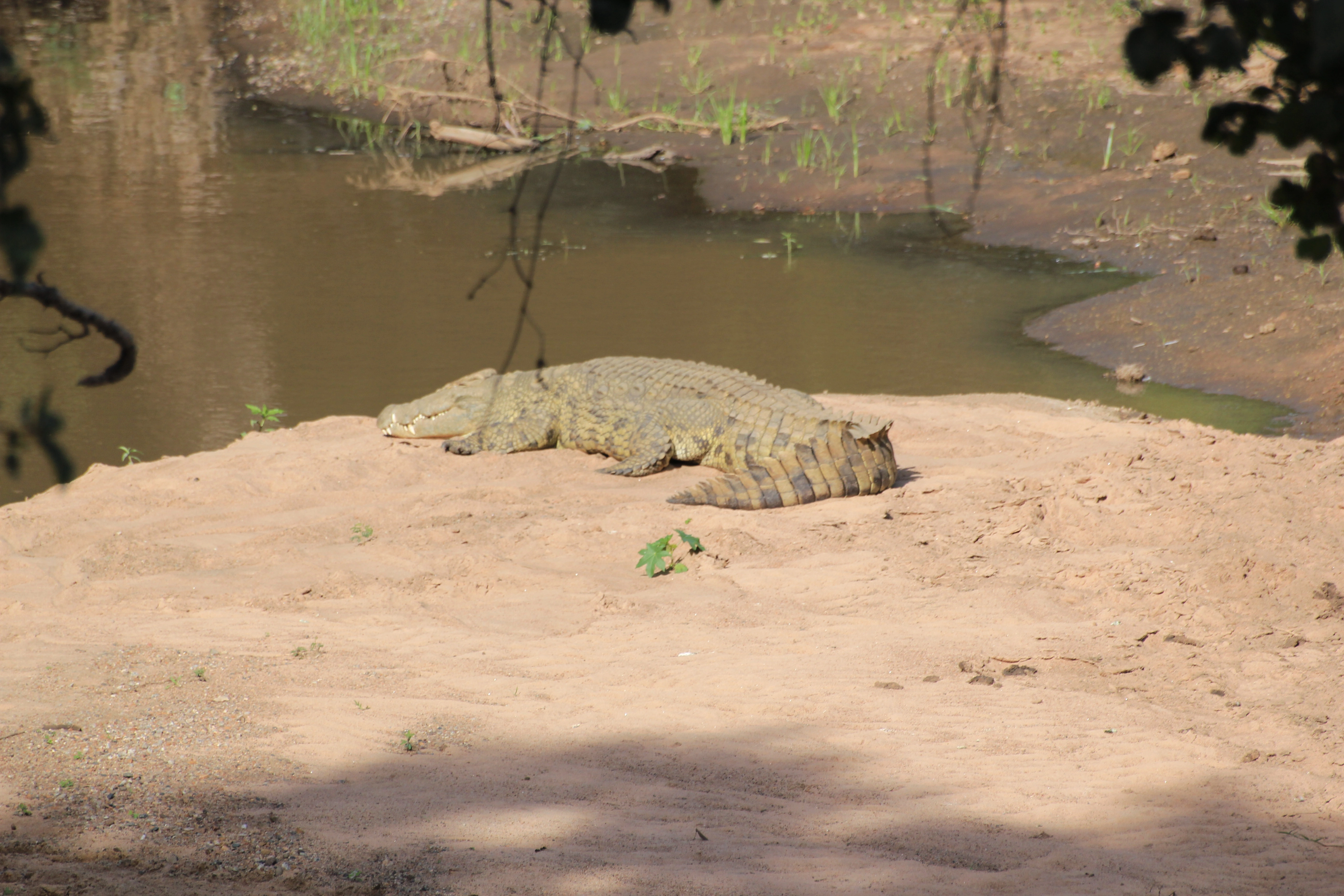 Safari Mamba (11 Days) photo 3