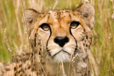 6 Days Kenya Highlight Wildlife Safari photo 2