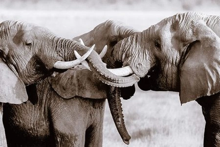 6 Days Kenya Highlight Wildlife Safari photo 1