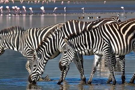 6 Days Kenya Highlight Wildlife Safari photo 5