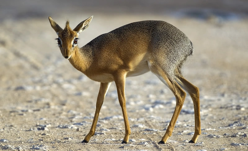 6 Days Kenya Highlight Wildlife Safari photo 3