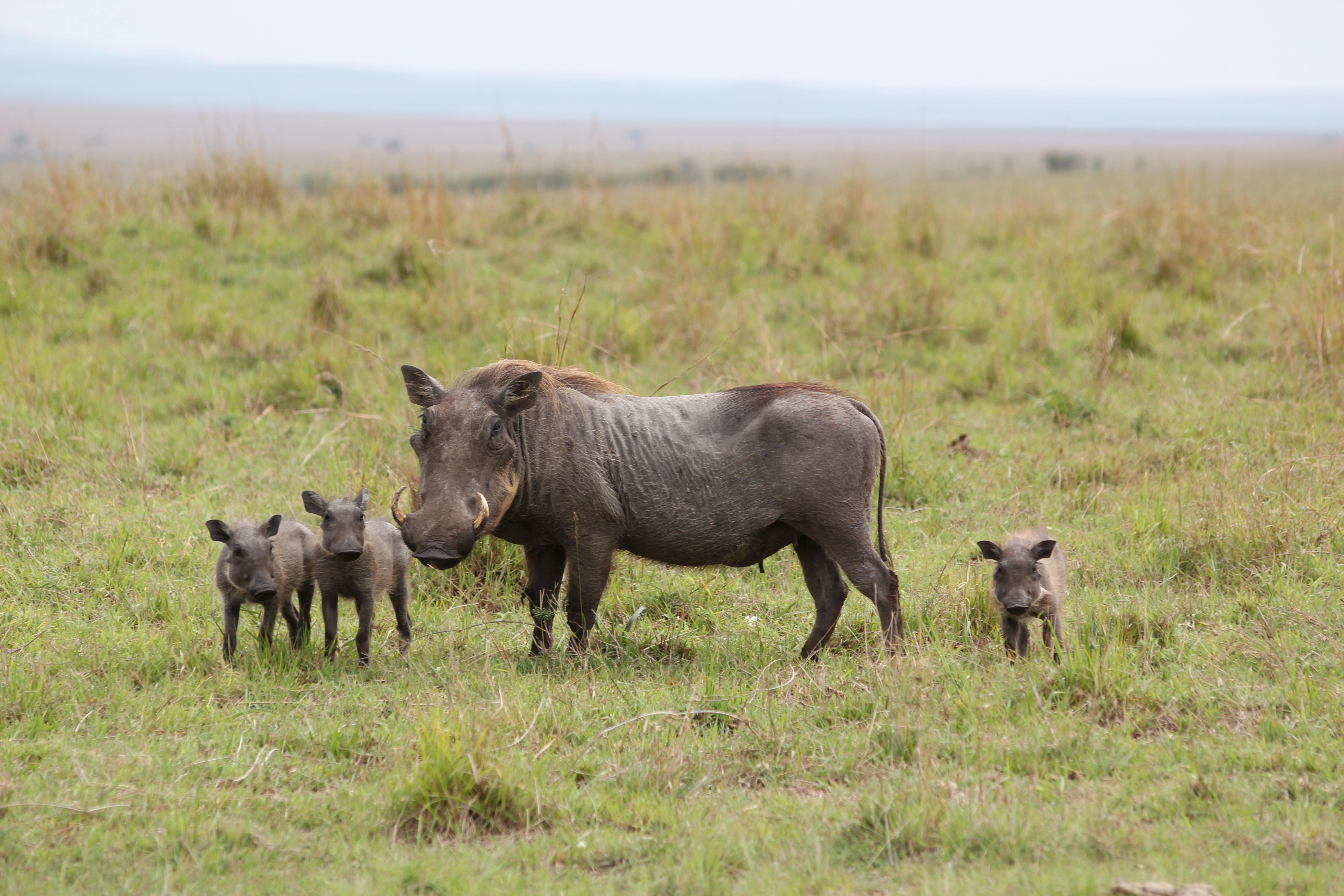 Safari Mpaka (6 Days) photo 1