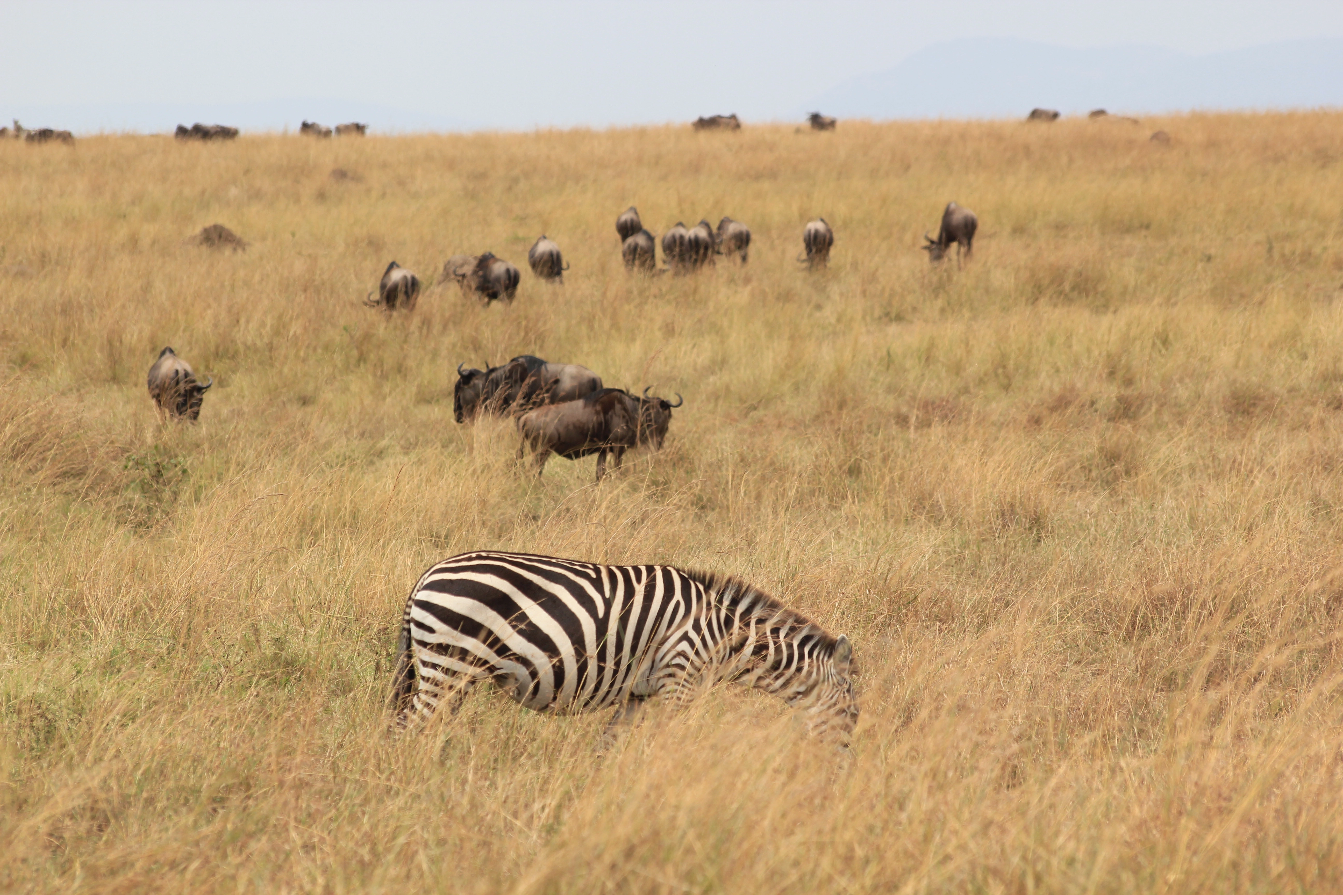 Safari Mpaka (6 Days) photo 4
