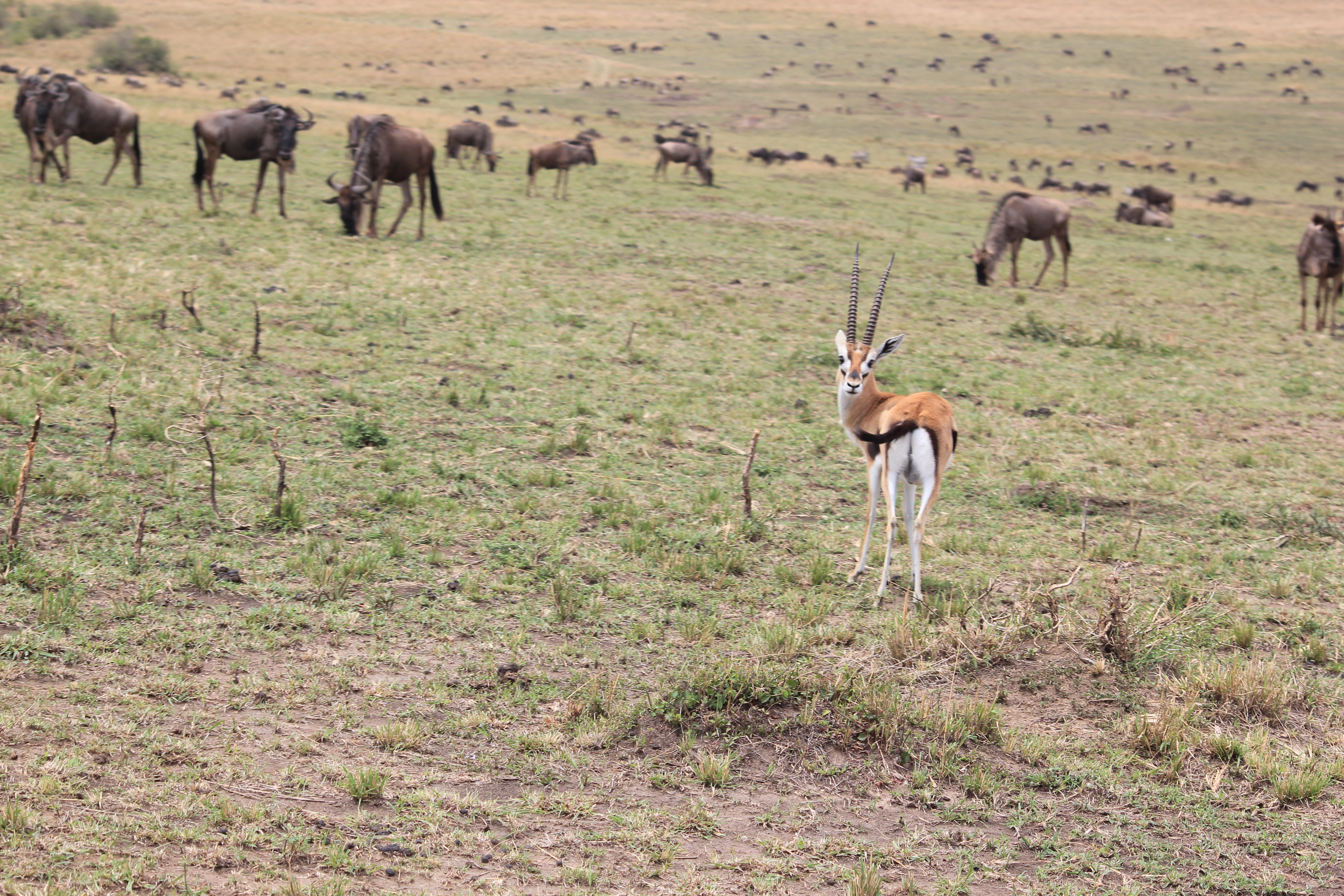 Safari Mpaka (6 Days) photo 2