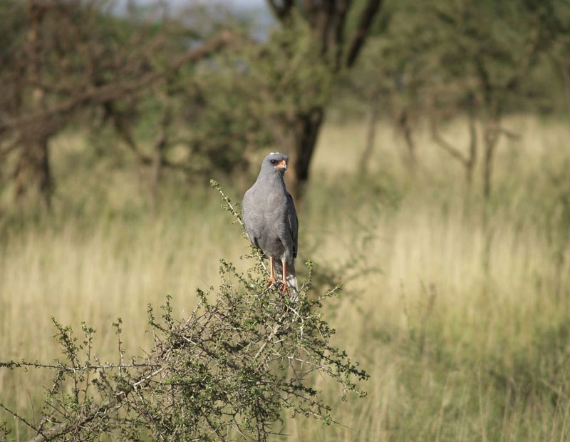 3 Days Samburu Safari photo 5