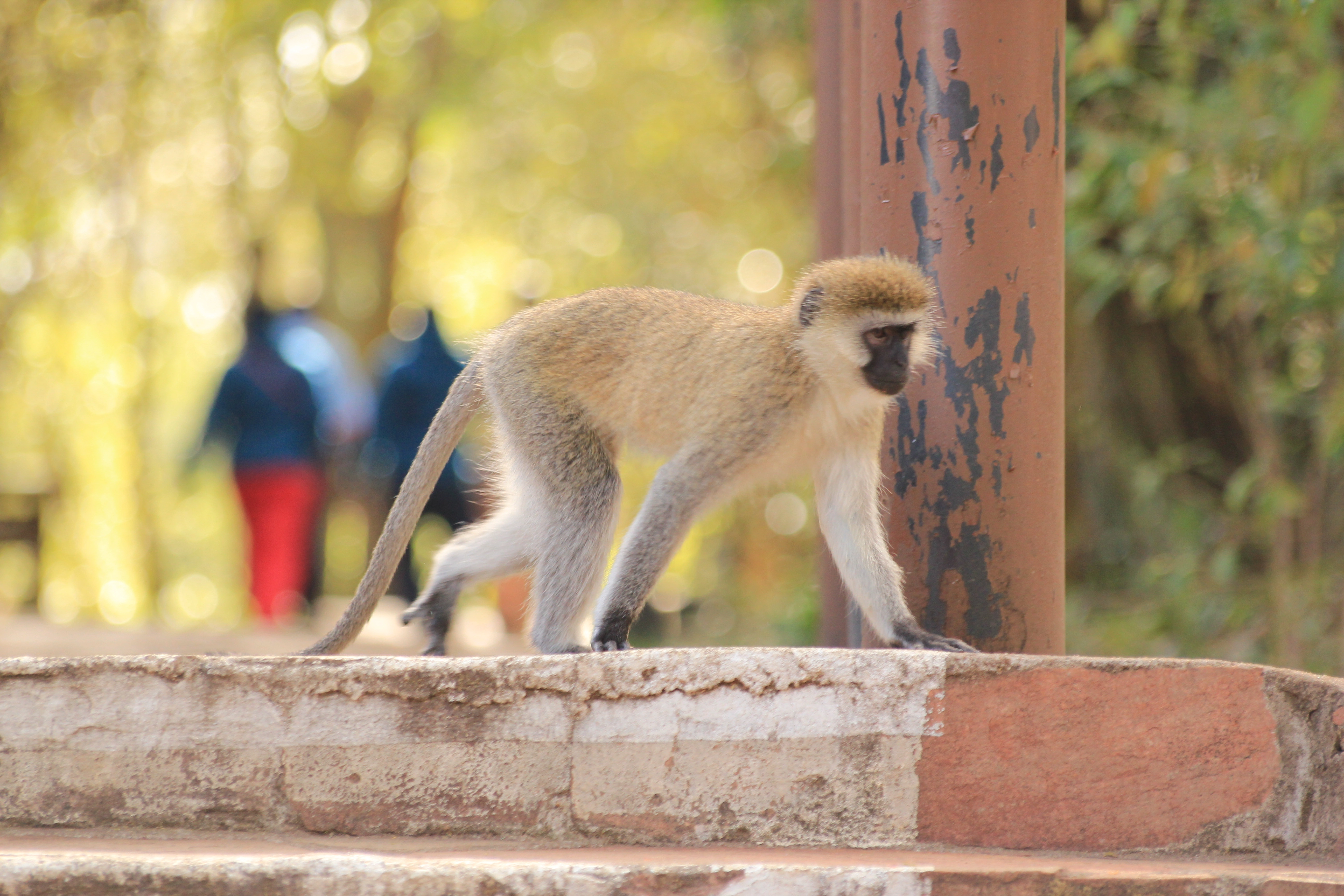 Amboseli Extension (1 Night) photo 3