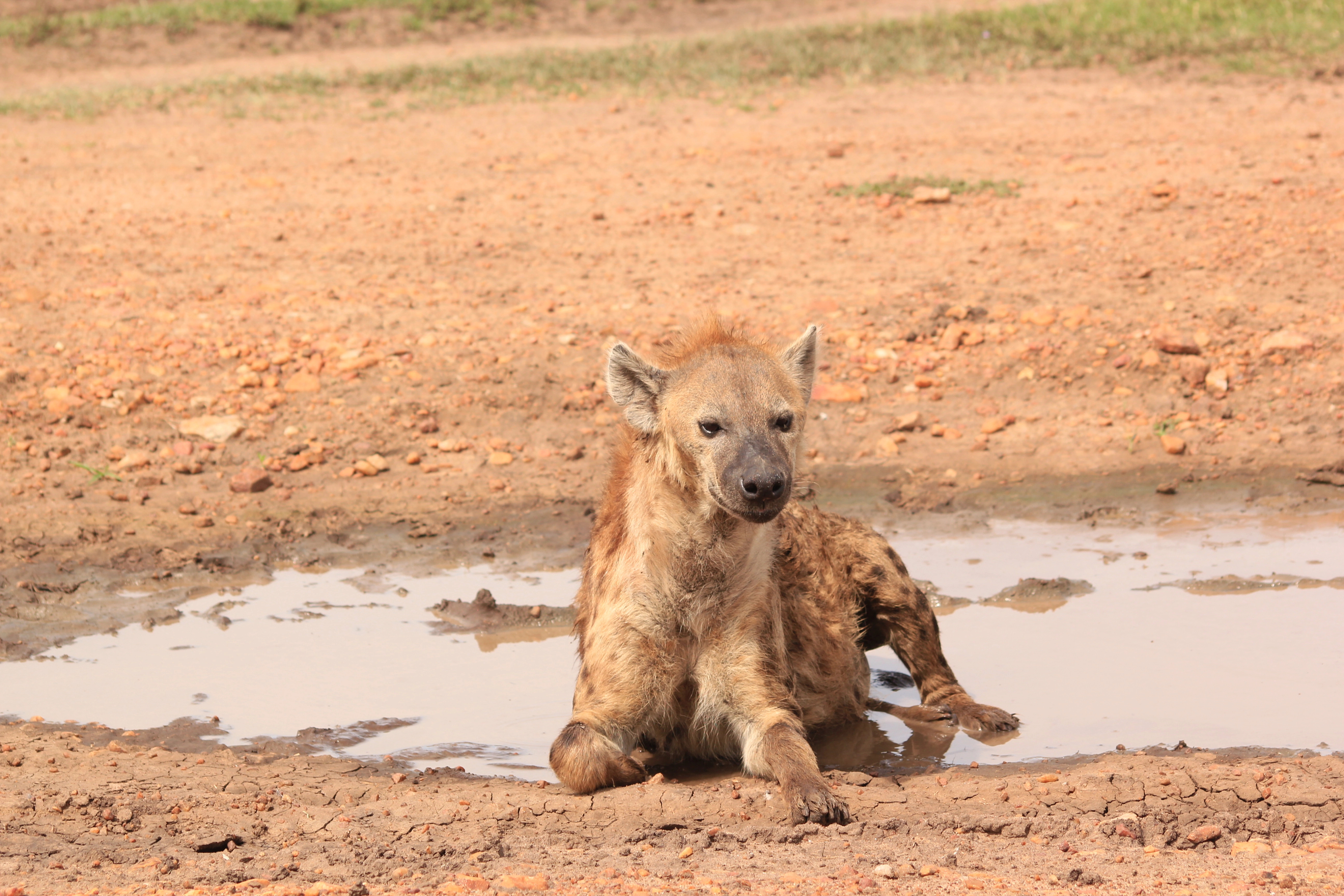 Amboseli Extension (1 Night) photo 2
