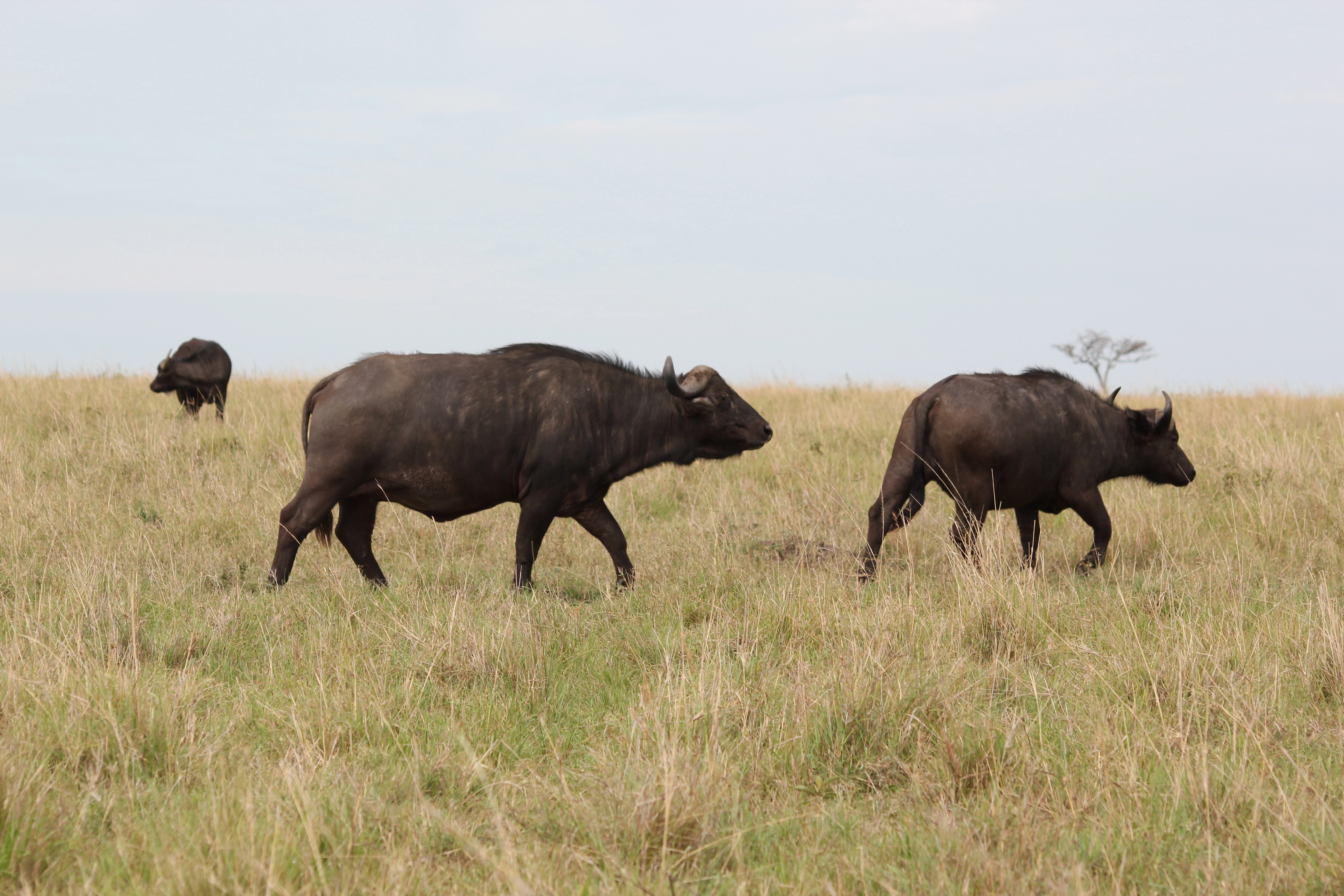 Amboseli Extension (1 Night) photo 5