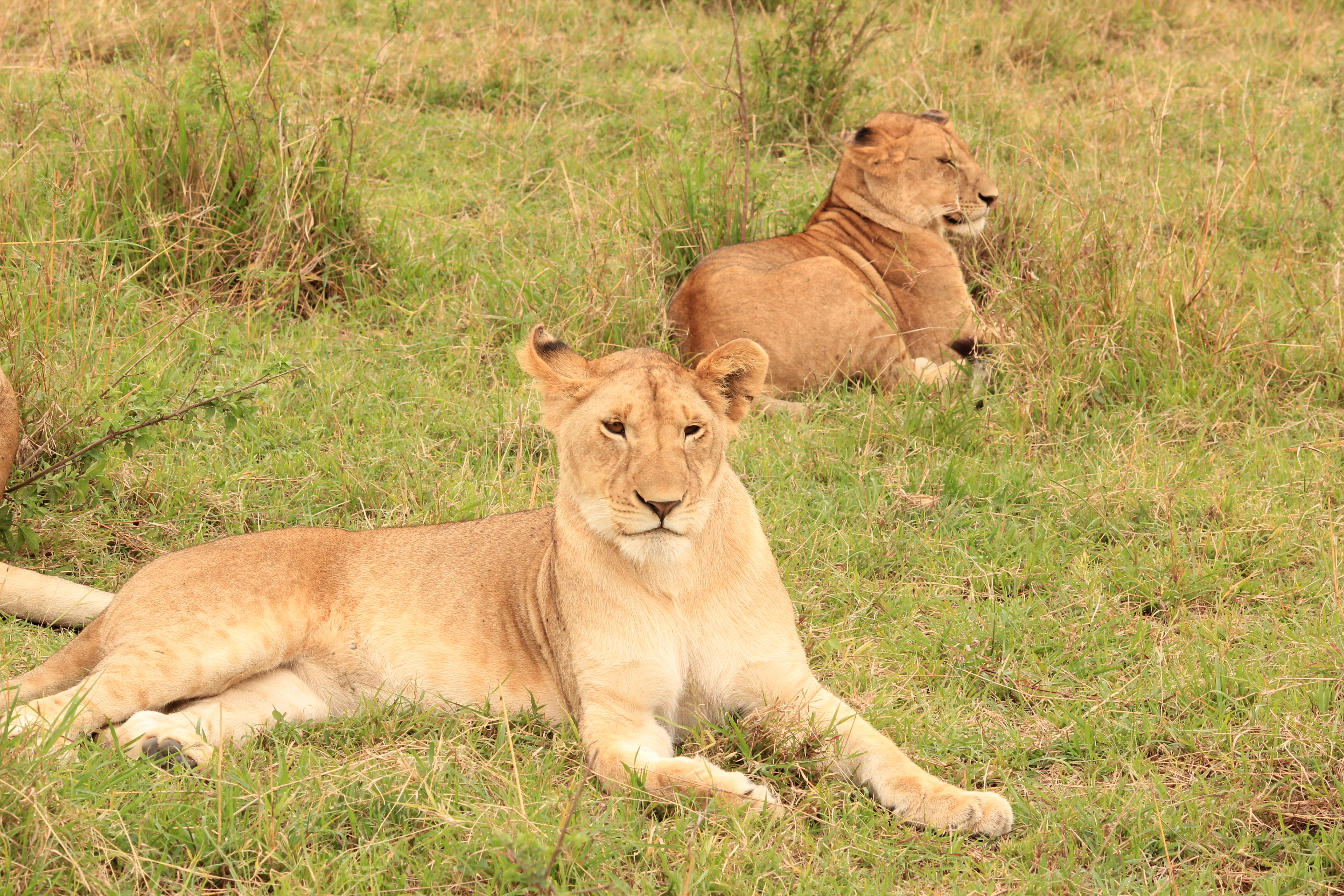 Amboseli Extension (1 Night) photo 4
