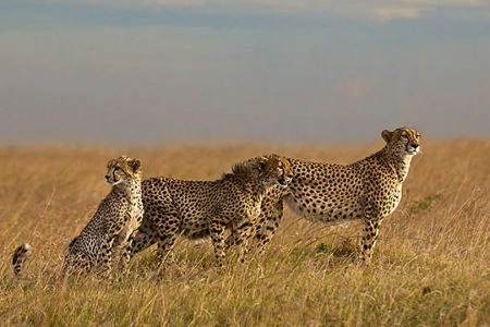 12 Days Kenya Photography Safari photo 2