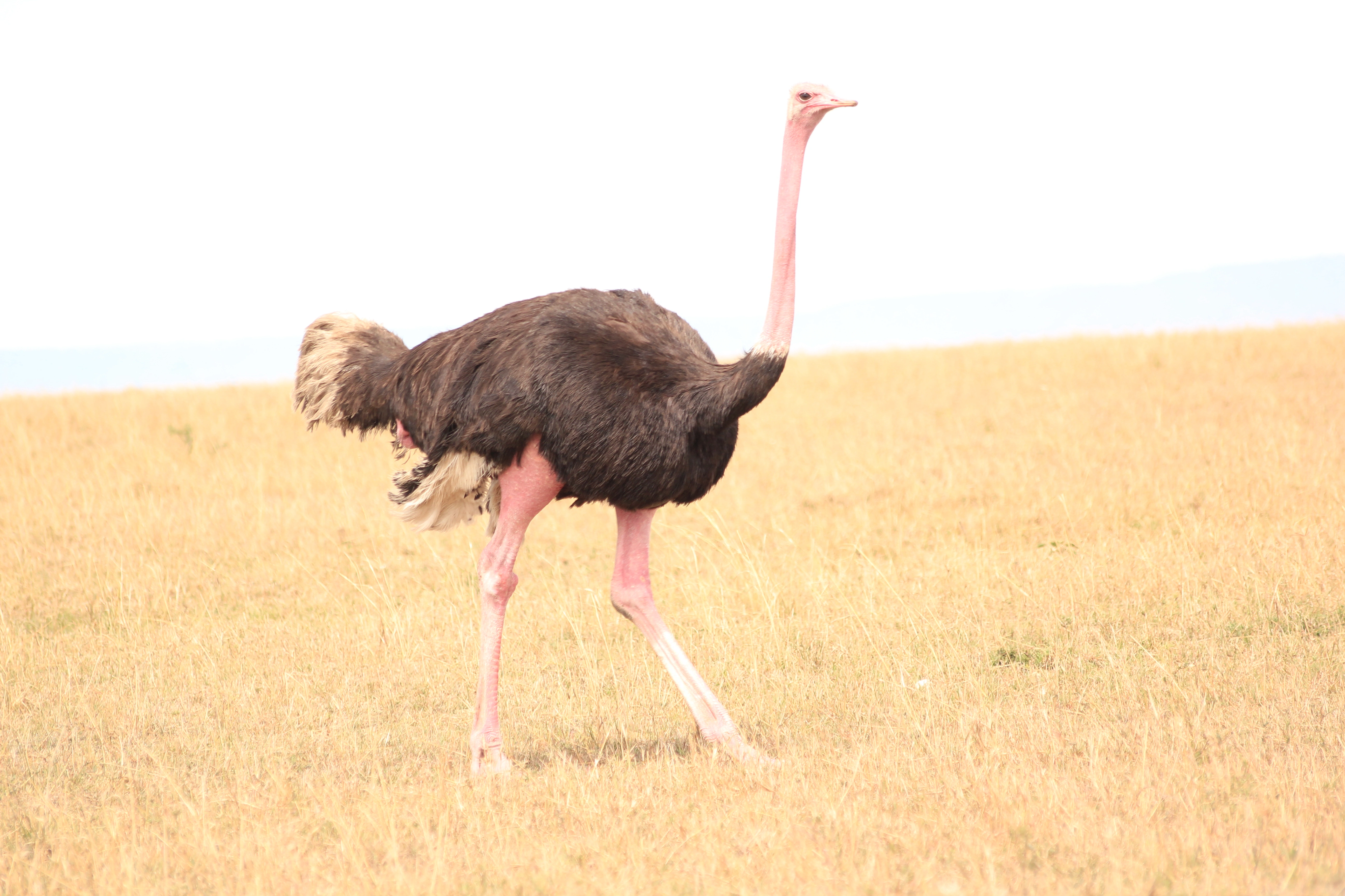12 Days Kenya Photography Safari photo 4