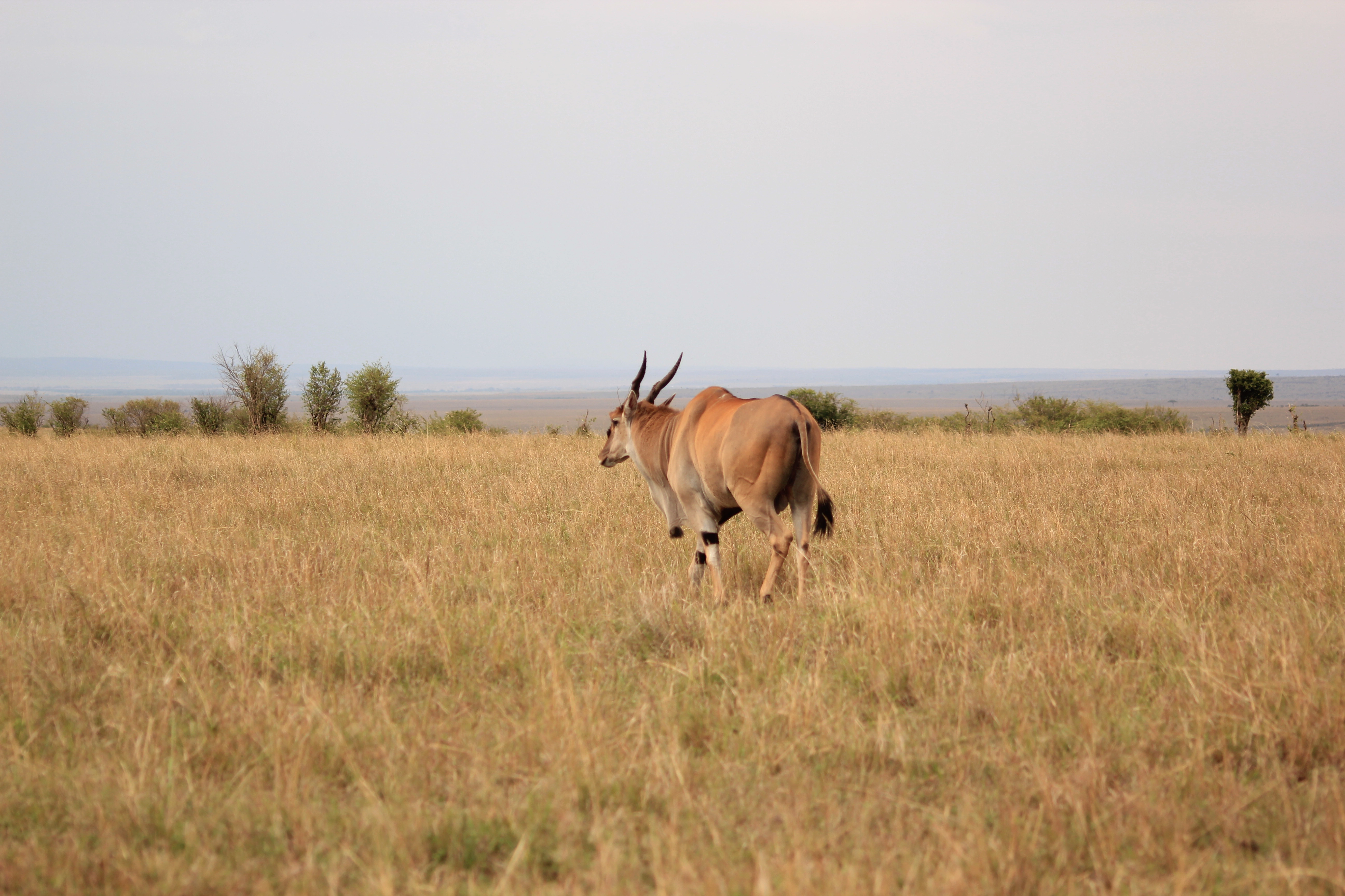 6 Days Kicheche Mara Wilderness Safari photo 3