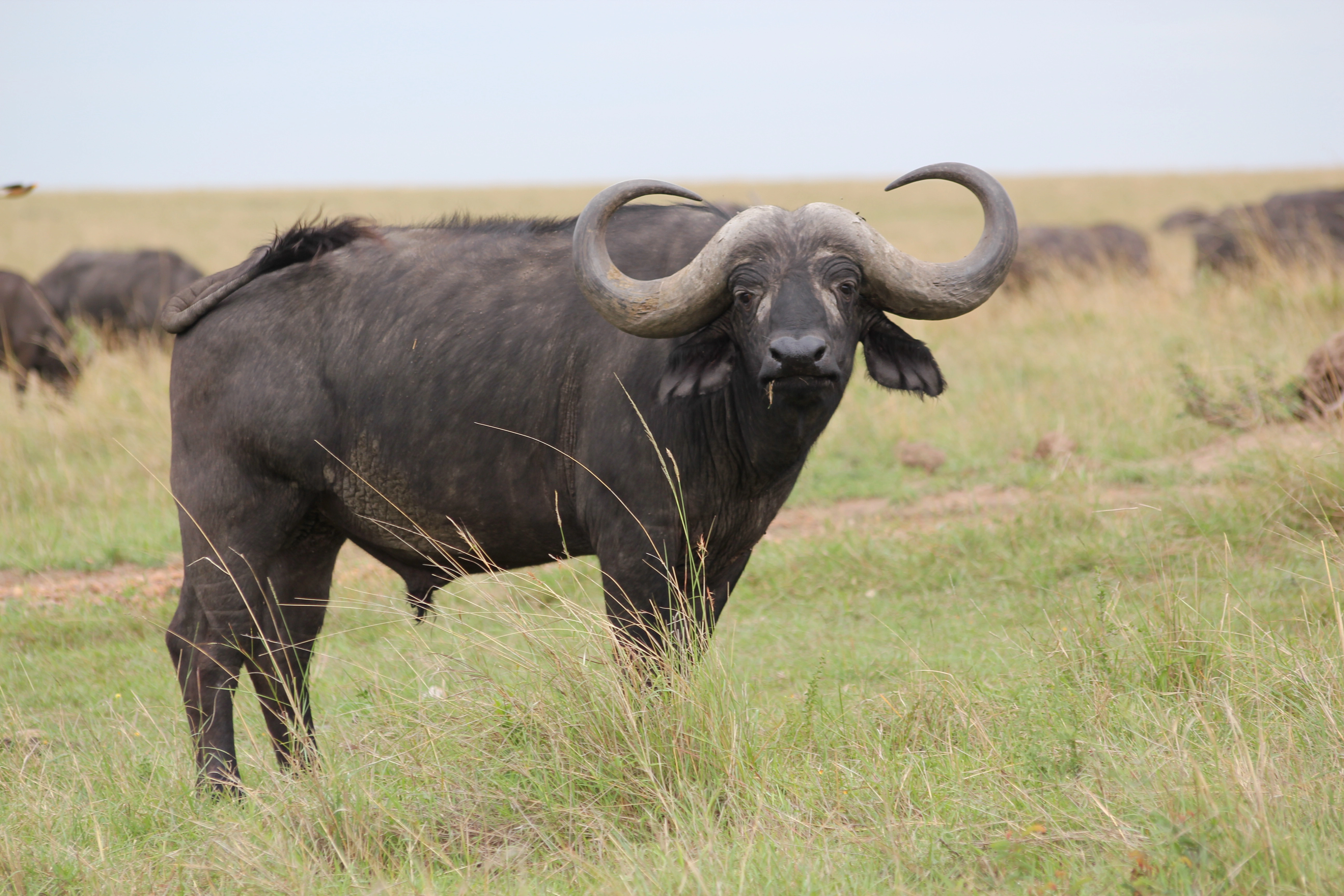 6 Days Kicheche Mara Wilderness Safari photo 4