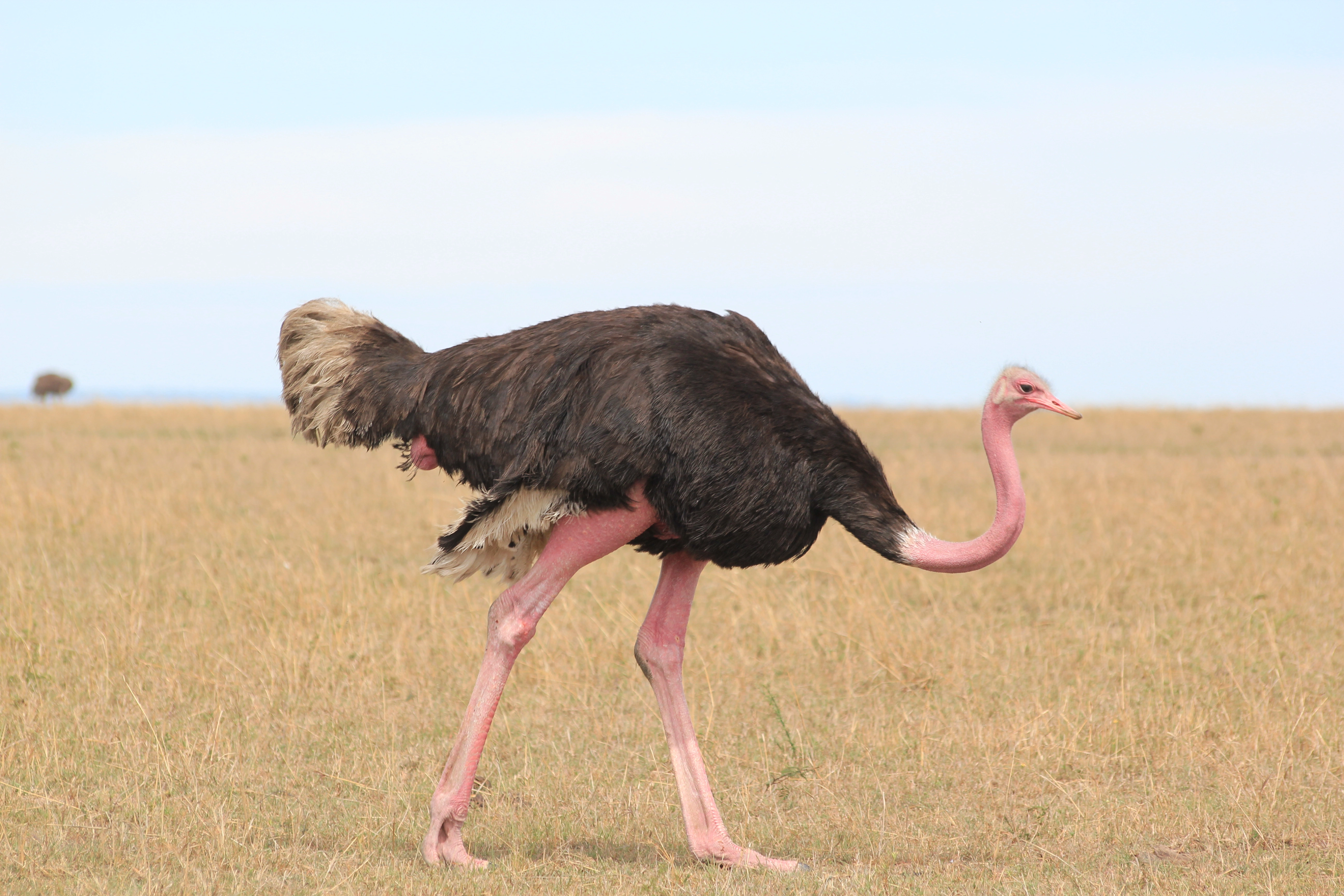 6 Days Kicheche Mara Wilderness Safari photo 2