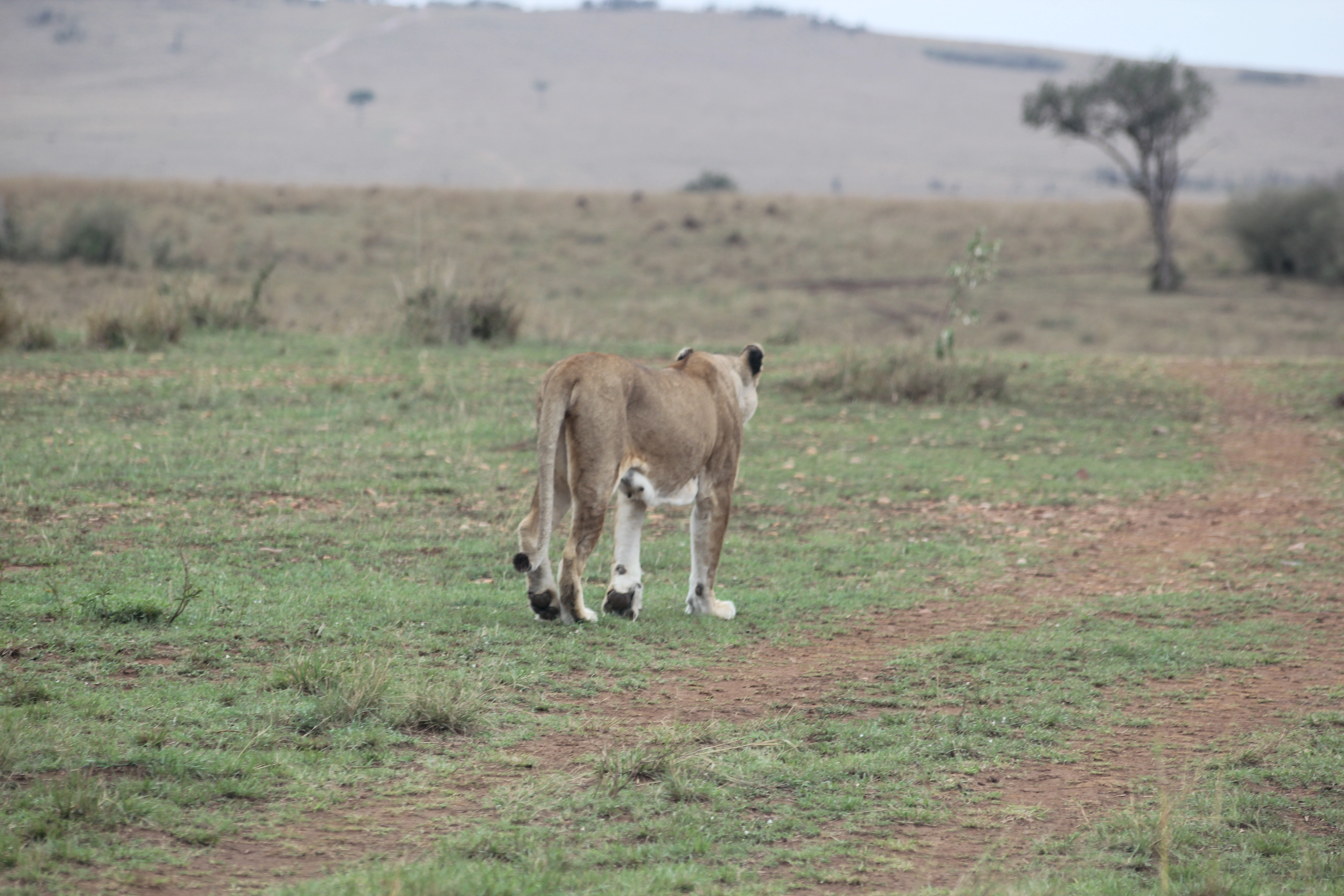 6 Days Kicheche Mara Wilderness Safari photo 5