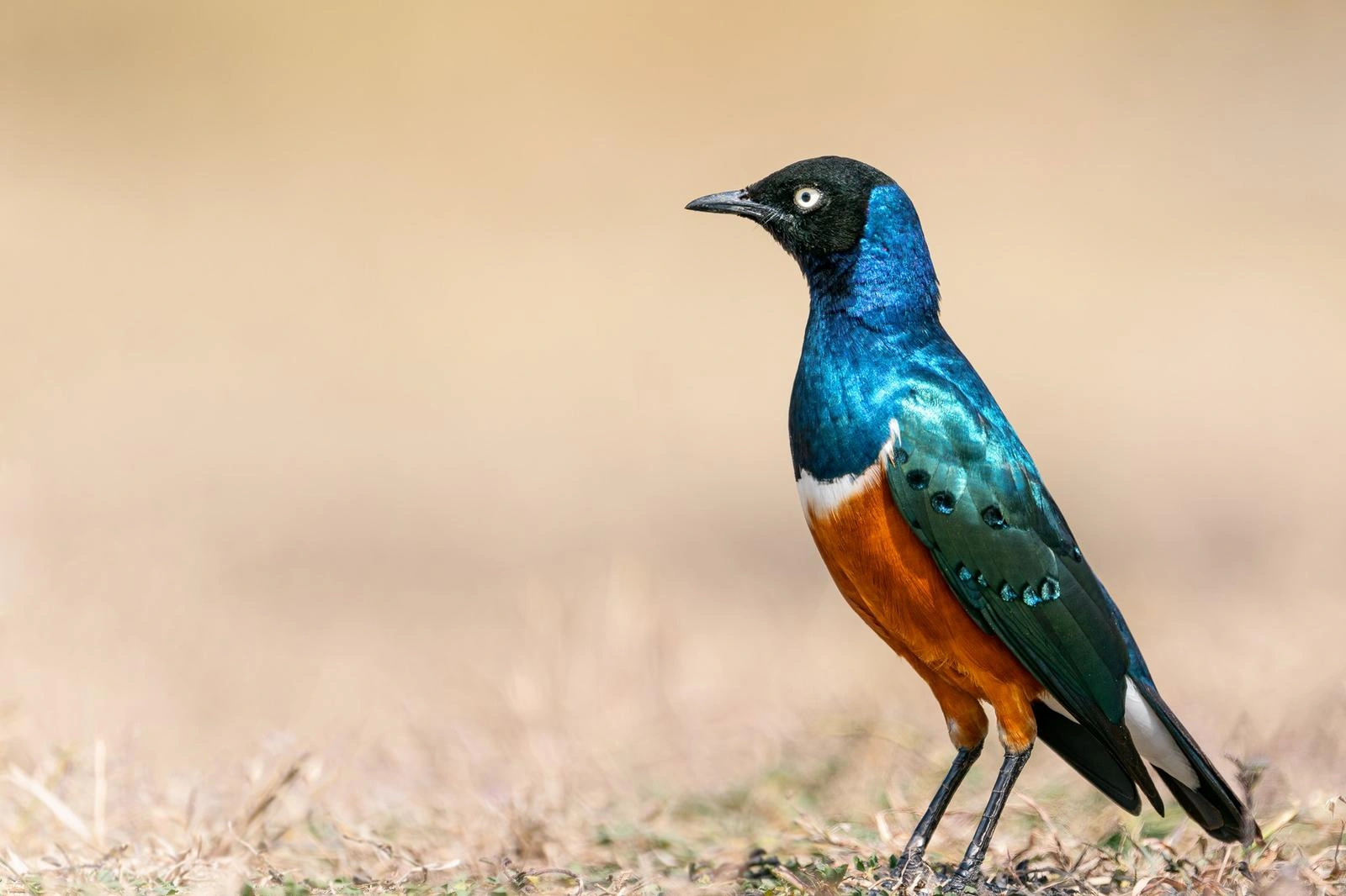 7 Days Classic Kenya Conservancy Safari photo 3
