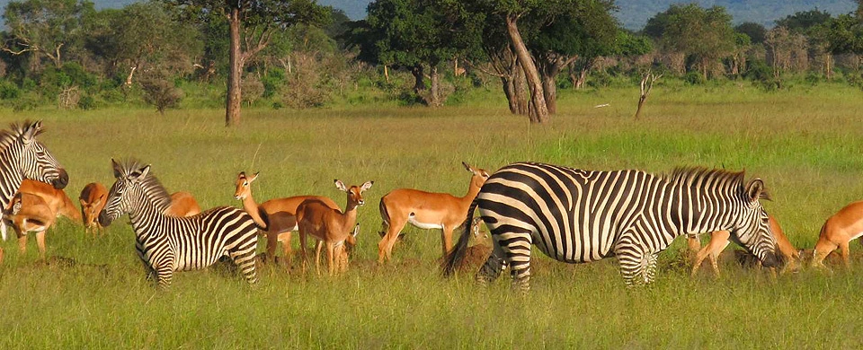 7 Days Classic Kenya Conservancy Safari photo 5