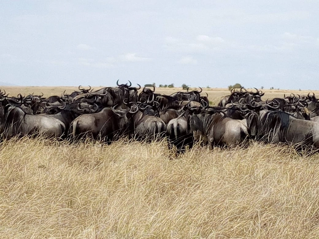 7 Days Classic Kenya Conservancy Safari photo 4