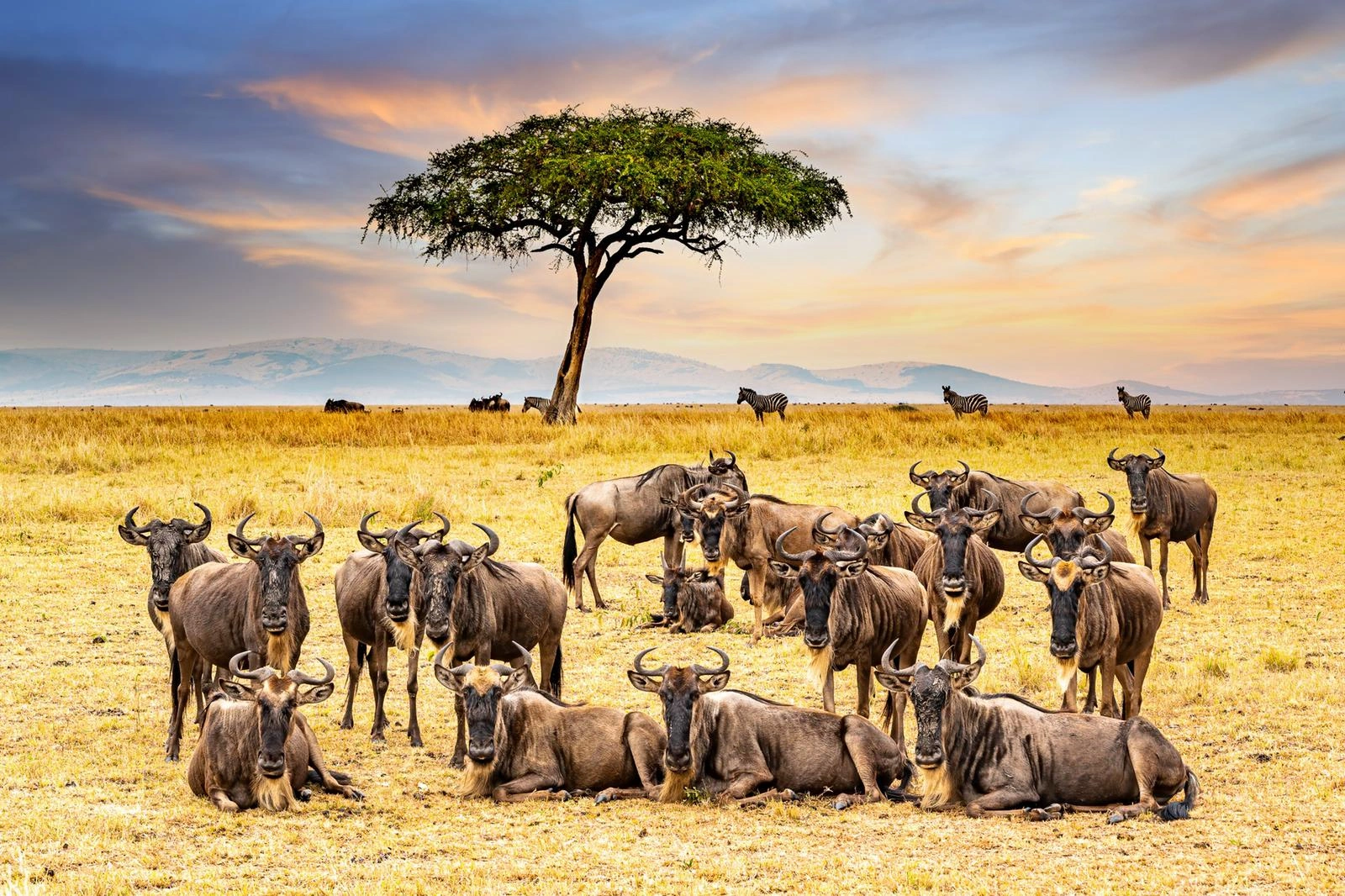 4 Days Kenya Masai Mara Budget Safari photo 4
