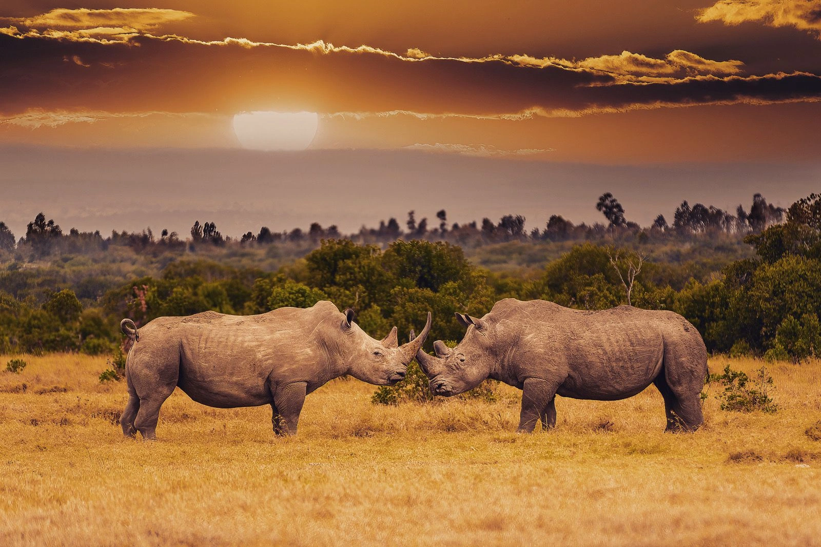 4 Days Kenya Masai Mara Budget Safari photo 3
