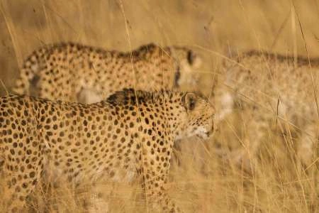 8 Days Safari Chui Kenya photo 4