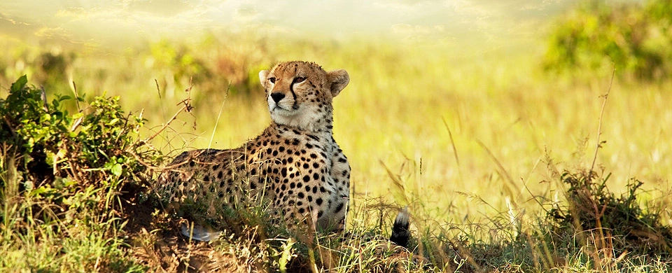 8 Days Safari Chui Kenya photo 5