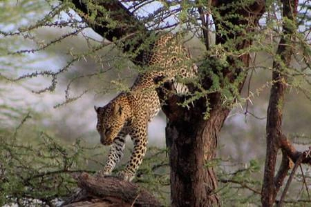 8 Days Safari Chui Kenya photo 2